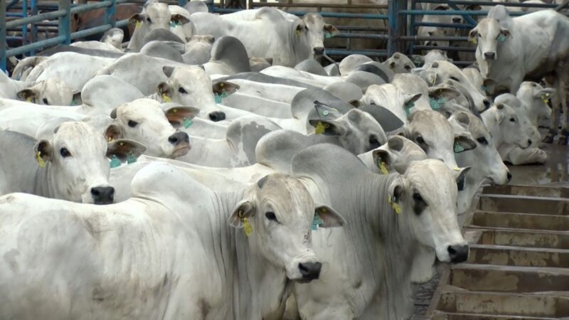 PMGZ Carne transforma a pecuária brasileira ao eliminar a dependência do 'boi cabeça de boiada' e impulsionar a sustentabilidade