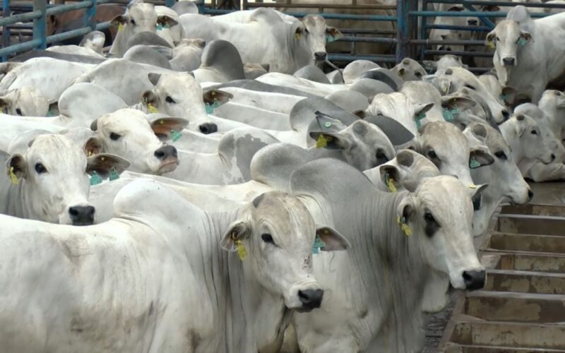PMGZ Carne transforma a pecuária brasileira ao eliminar a dependência do 'boi cabeça de boiada' e impulsionar a sustentabilidade