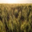 por que a autossuficiencia no trigo e um sonho distante
