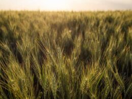 Por que a Autossuficiência no Trigo é um Sonho Distante? Descubra o Que Acontecerá Até 2025! 35 por que a autossuficiencia no trigo e um sonho distante