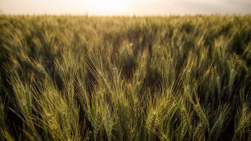 por que a autossuficiencia no trigo e um sonho distante