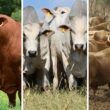 Senepol, Nelore ou N’dama são boas opções para cruzar com o Brahman em Angola?