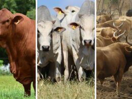 Senepol, Nelore ou N’dama são boas opções para cruzar com o Brahman em Angola?