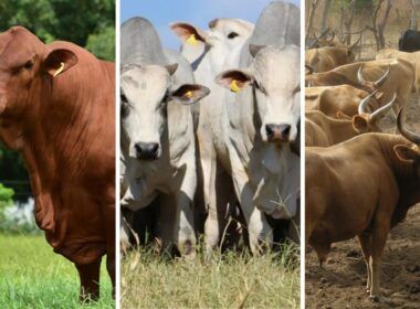 Senepol, Nelore ou N’dama são boas opções para cruzar com o Brahman em Angola?