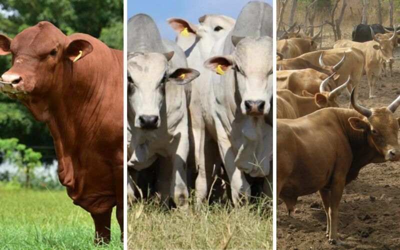 Senepol, Nelore ou N’dama são boas opções para cruzar com o Brahman em Angola?