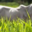 Evite subestimar o capim. A importância do manejo é essencial, destaca pesquisadora