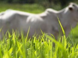 Evite subestimar o capim. A importância do manejo é essencial, destaca pesquisadora