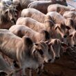 Boitel é opção estratégica de pecuarista de SP para terminar boiada jovem com mais de 19@