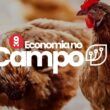 preco do frango aumenta em setembro oportunidade ou desafio para