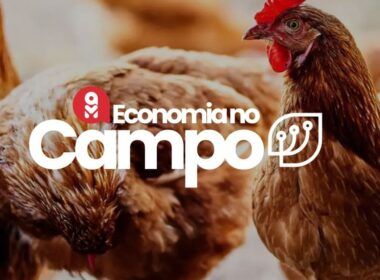 preco do frango aumenta em setembro oportunidade ou desafio para