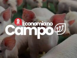 preco do suino em alta agosto traz boas perspectivas para