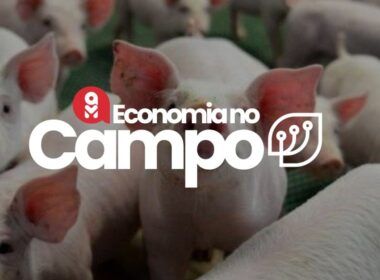 preco do suino em alta agosto traz boas perspectivas para
