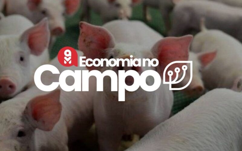 preco do suino em alta agosto traz boas perspectivas para