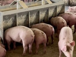 preco do suino em alta apcs preve mercados quentes ate