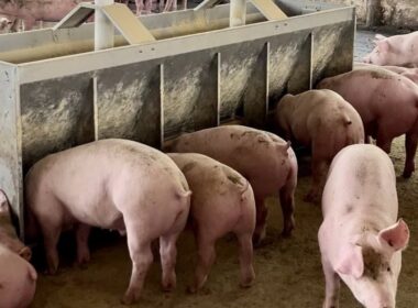 preco do suino em alta apcs preve mercados quentes ate