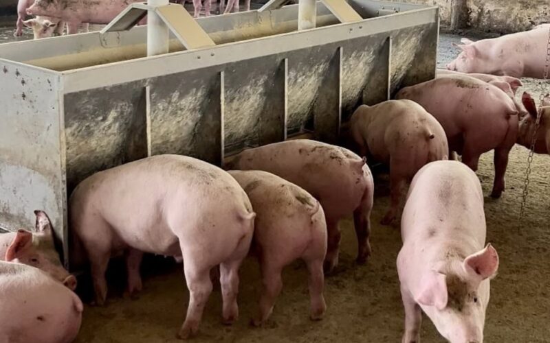 preco do suino em alta apcs preve mercados quentes ate