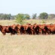 precos da exportacao total de carne bovina continuaram em queda