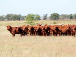 precos da exportacao total de carne bovina continuaram em queda