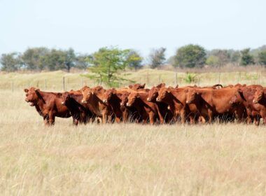 precos da exportacao total de carne bovina continuaram em queda