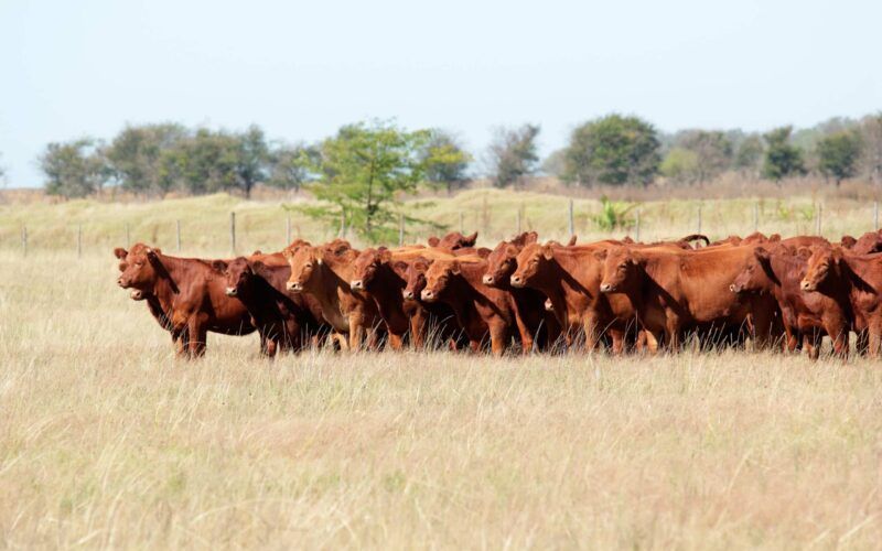 precos da exportacao total de carne bovina continuaram em queda