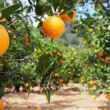 precos de laranja e suco em alta o impacto do