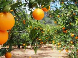 precos de laranja e suco em alta o impacto do