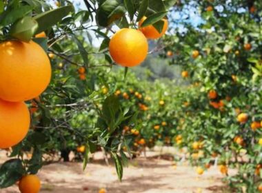 precos de laranja e suco em alta o impacto do