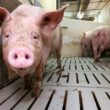 precos de suinos em alta oferta reduzida de animais promete