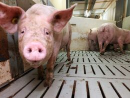 precos de suinos em alta oferta reduzida de animais promete
