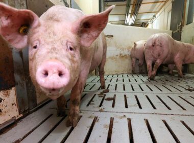 precos de suinos em alta oferta reduzida de animais promete