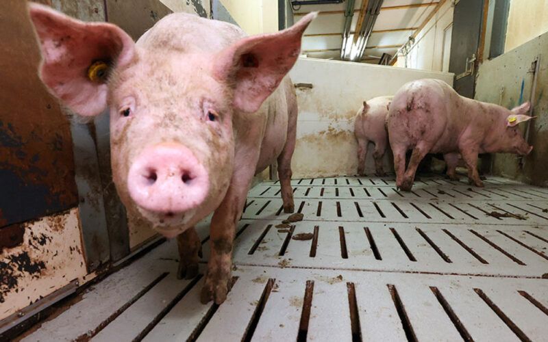 precos de suinos em alta oferta reduzida de animais promete