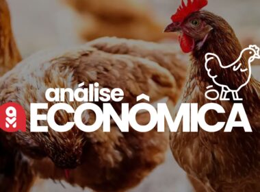 Preços do frango em queda e ovos em ascensão: como se beneficiar das oportunidades no mercado avícola.