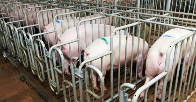 precos do mercado de suinos despencam oportunidade de economia para