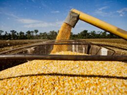 Preços do milho em queda: aproveite oportunidades para aumentar sua lucratividade no mercado agrícola 10 precos do milho em queda aproveite oportunidades para aumentar sua