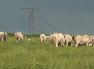 Prepare seu pasto para a seca e garanta saúde e produtividade elevada do seu gado durante todo o ano