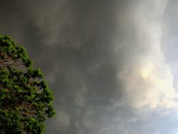 Preparo para o aumento das chuvas no Centro-Sul garante segurança e produtividade na pecuária brasileira 12 Preparo para o aumento das chuvas no Centro-Sul garante segurança e produtividade na pecuária brasileira