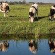 previsao setor agropecuario brasileiro alcancara r 1 trilhao ate 2023
