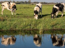 previsao setor agropecuario brasileiro alcancara r 1 trilhao ate 2023