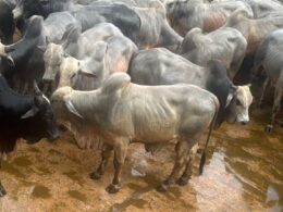 Produção de bois jovens no semiconfinamento garante eficiencia e rentabilidade no seu negócio agropecuário