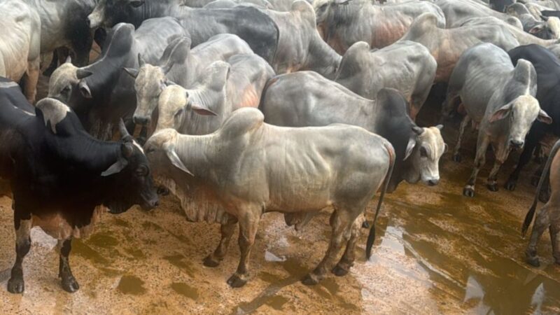 Produção de bois jovens no semiconfinamento garante eficiencia e rentabilidade no seu negócio agropecuário