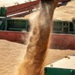 produtividade da soja frisia inova e promete colheita recorde na