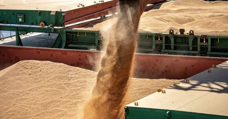 produtividade da soja frisia inova e promete colheita recorde na