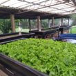 programa do instituto de pesca visa transformar residuos em biofertilizantes
