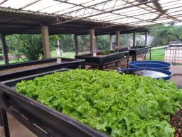 programa do instituto de pesca visa transformar residuos em biofertilizantes
