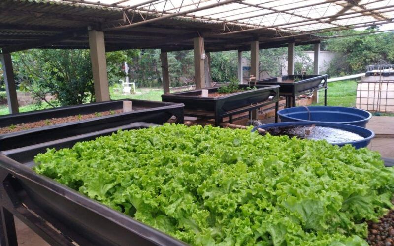 programa do instituto de pesca visa transformar residuos em biofertilizantes