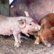 Programa sanitário em Rondônia potencializa a suinocultura e garante produção saudável e lucrativa.
