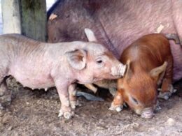 Programa sanitário em Rondônia potencializa a suinocultura e garante produção saudável e lucrativa. 13 Programa sanitário em Rondônia potencializa a suinocultura e garante produção saudável e lucrativa.
