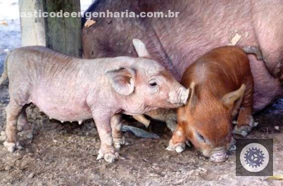 Programa sanitário em Rondônia potencializa a suinocultura e garante produção saudável e lucrativa.