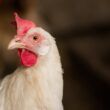 proibicao das exportacoes de carne de frango de santa catarina