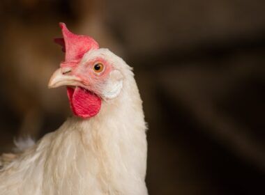 proibicao das exportacoes de carne de frango de santa catarina